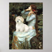 Poster Coton de Tulear 7 - Ophelia Siège (Devant)
