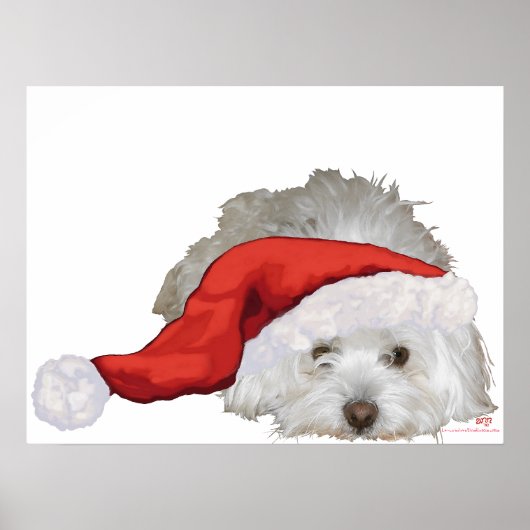 Poster Coton de Tulear - En attente (Devant)