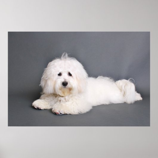 Poster Coton de Tulear - Joci (Devant)