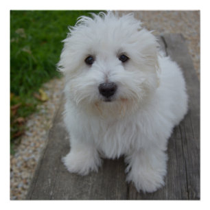 Poster coton de tulear sur banquette