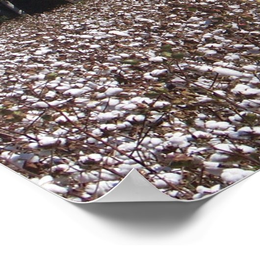 Poster Coton haut (Coin)