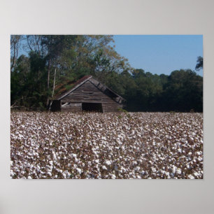 Poster Coton haut