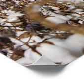 Poster Coton, Pays, Ferme, Couleur (Coin)
