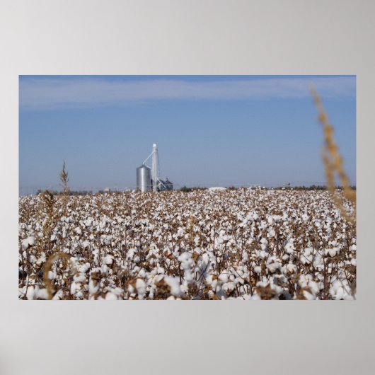 Poster Coton, Pays, Ferme, Couleur (Devant)