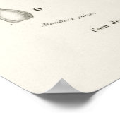 Poster Coton Sea Island (gossypium vitifolium) (Coin)