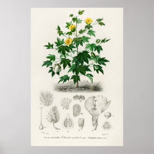 Poster Coton Sea Island (gossypium vitifolium) (Devant)
