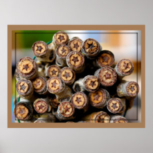 POSTER COTON WOOD STARS LE LONG DU RIO GRANDE PARLER C