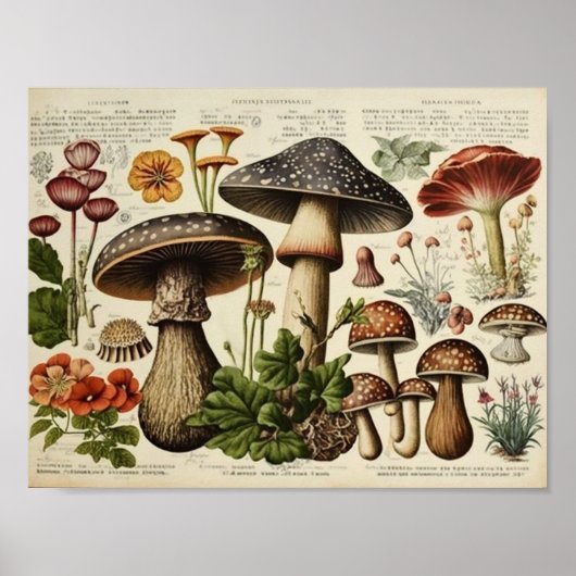 Poster Cottagecore de champignons vintages (Devant)