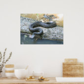 Poster Cottonmouth dans le ruisseau (Cuisine)