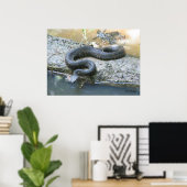 Poster Cottonmouth dans le ruisseau (Bureau à domicile)