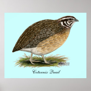 Poster Coturnix Pharaoh