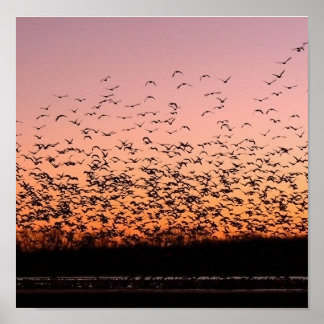 Poster Coucher de soleil