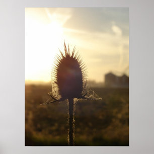 Poster Coucher de soleil