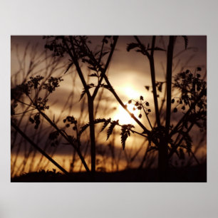 Poster Coucher de soleil à travers l'herbe
