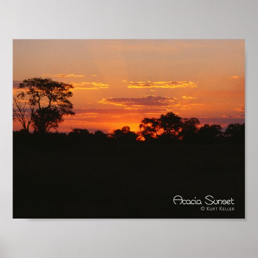 Poster Coucher de soleil Acacia (Devant)