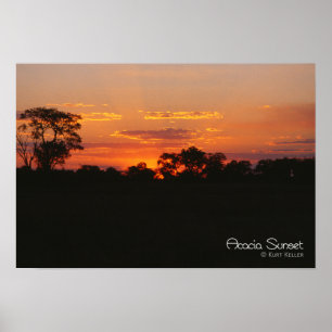Poster Coucher de soleil Acacia