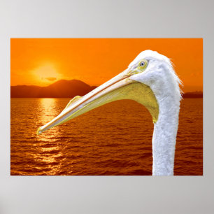 Poster Coucher de soleil américain de Pélican blanc à Cor