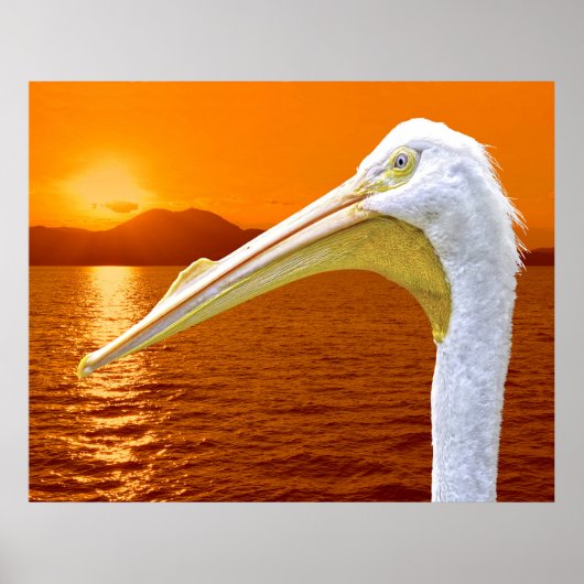 Poster Coucher de soleil américain de Pélican blanc à Cor (Devant)