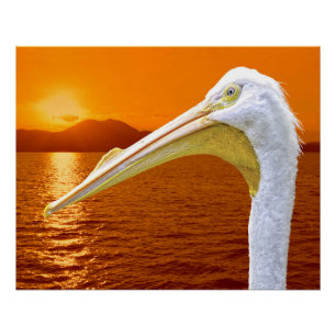 Poster Coucher de soleil américain de Pélican blanc à Cor