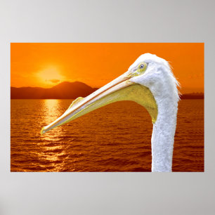 Poster Coucher de soleil américain de Pélican blanc à Cor
