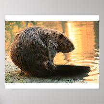 Coucher de soleil Beaver