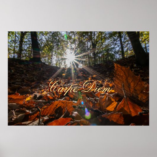 Poster Coucher de soleil brillant de la forêt feuille de  (Devant)