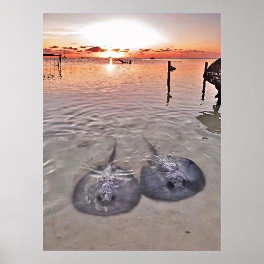 Poster Coucher de soleil Caye Caulker Stingray (Devant)