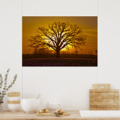 Poster Coucher de soleil Champion Bur Oak (Cuisine)
