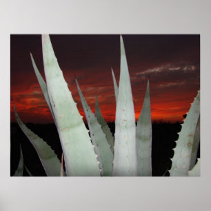 Poster Coucher de soleil d'Agave