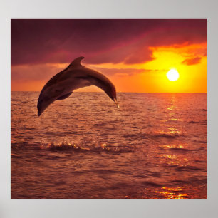 Poster Coucher de soleil dauphin : magnifique toile de fo