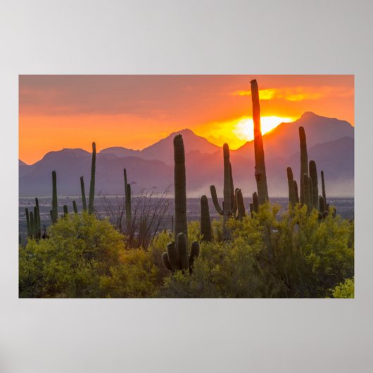 Poster Coucher de soleil de cactus du désert, Arizona (Devant)
