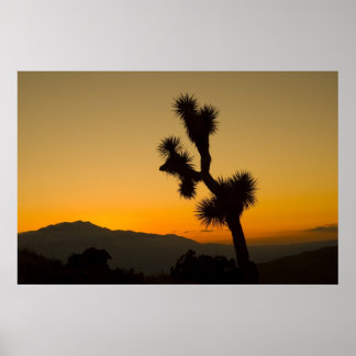 Poster Coucher de soleil de Joshua Tree