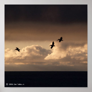 Poster Coucher de soleil de Pélican