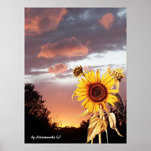 POSTER COUCHER DE SOLEIL D'ÉTÉ TOURNESOL ET ROSE (Devant)