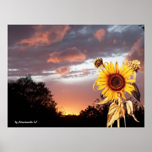 POSTER COUCHER DE SOLEIL D'ÉTÉ TOURNESOL ET ROSE (Devant)