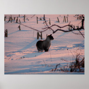 Poster Coucher de soleil d'hiver Kitty dans le champ de m