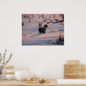 Poster Coucher de soleil d'hiver Kitty dans le champ de m (Cuisine)