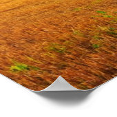 Poster Coucher de soleil d'or sur le terrain agricole (Coin)