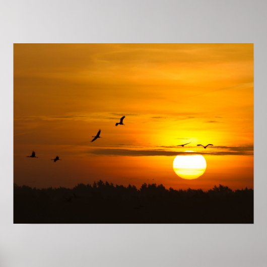 Poster Coucher de soleil orange romantique avec grues vol (Devant)