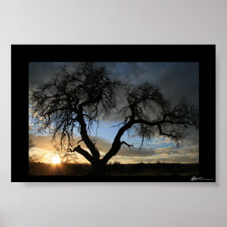 Poster Coucher de soleil sur l'arbre mort