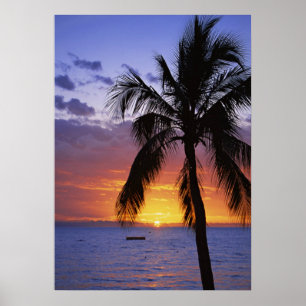 Poster Coucher de soleil tropical avec palmier