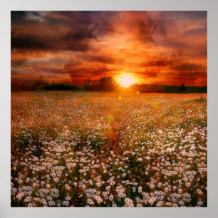 Poster Coucher du soleil