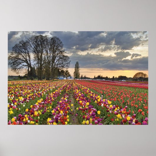 Poster Coucher du soleil à la ferme Tulip dans l'Oregon (Devant)