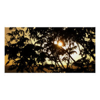 Coucher du soleil à travers les arbres I Photograp