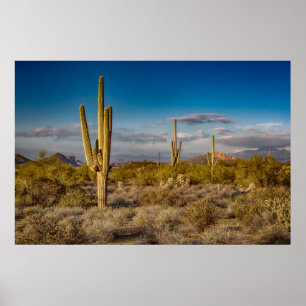 Poster Coucher du soleil de cactus en Arizona
