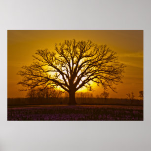 Poster Coucher du soleil de chêne de bureau de champion