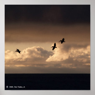 Poster Coucher du soleil de pélican