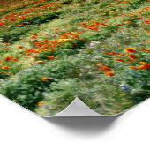 Poster Coucher du soleil du désert sur un champ de pavots (Coin)