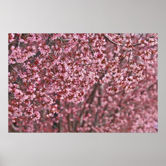 Poster Couches de fleurs de cerisier japonais rose (Devant)