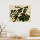 Poster Coucou à bec jaune Les oiseaux d'Amérique Audubon (Cuisine)